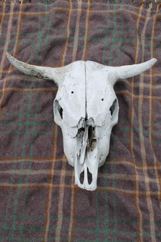 photo of real cow skull w/ horns, worn weathered sun bleached bones, rustic southwest western style ranch decor #1