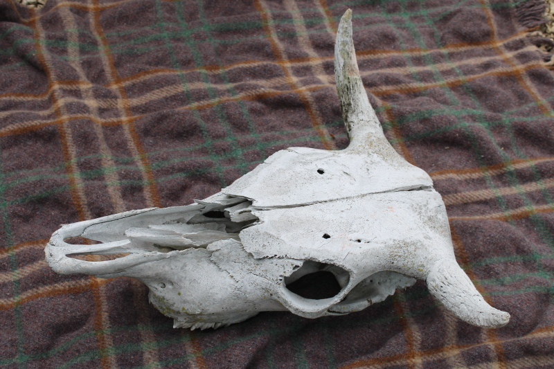 photo of real cow skull w/ horns, worn weathered sun bleached bones, rustic southwest western style ranch decor  #2