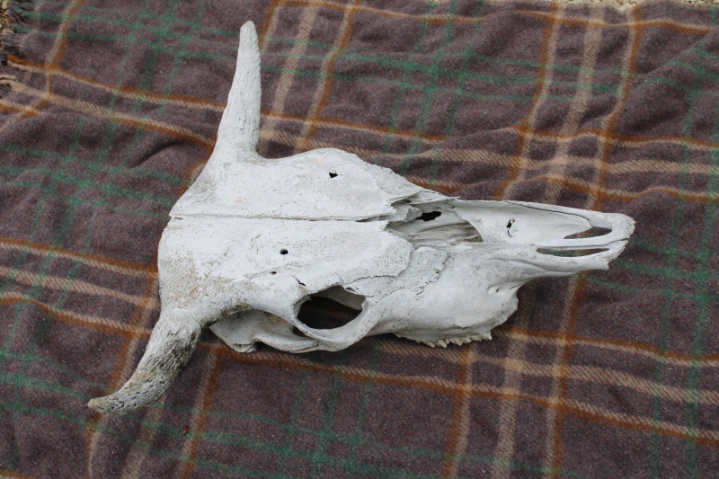 photo of real cow skull w/ horns, worn weathered sun bleached bones, rustic southwest western style ranch decor  #3