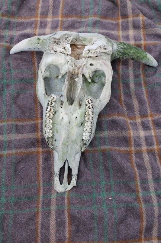 photo of real cow skull w/ horns, worn weathered sun bleached bones, rustic southwest western style ranch decor  #4