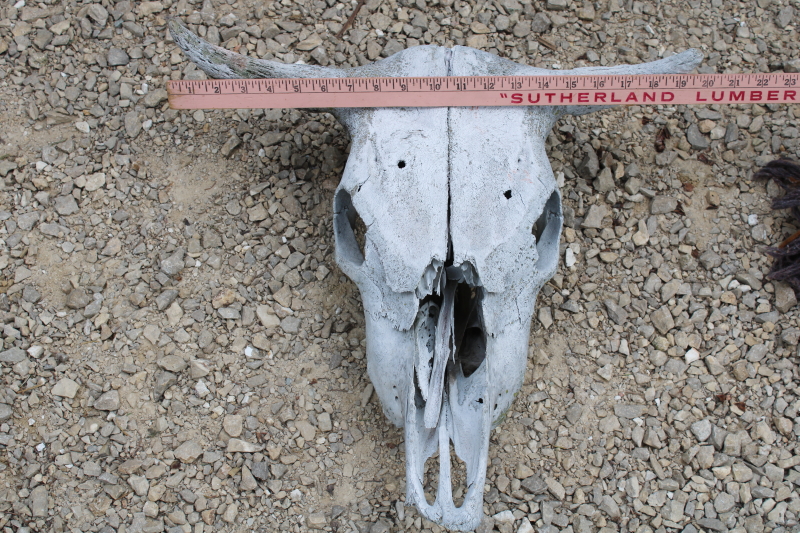 photo of real cow skull w/ horns, worn weathered sun bleached bones, rustic southwest western style ranch decor  #5