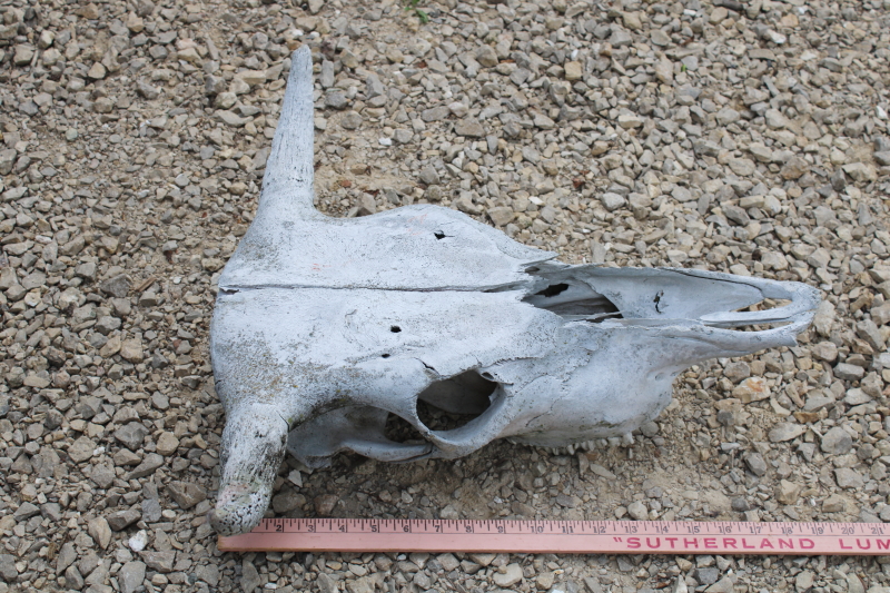 photo of real cow skull w/ horns, worn weathered sun bleached bones, rustic southwest western style ranch decor  #7
