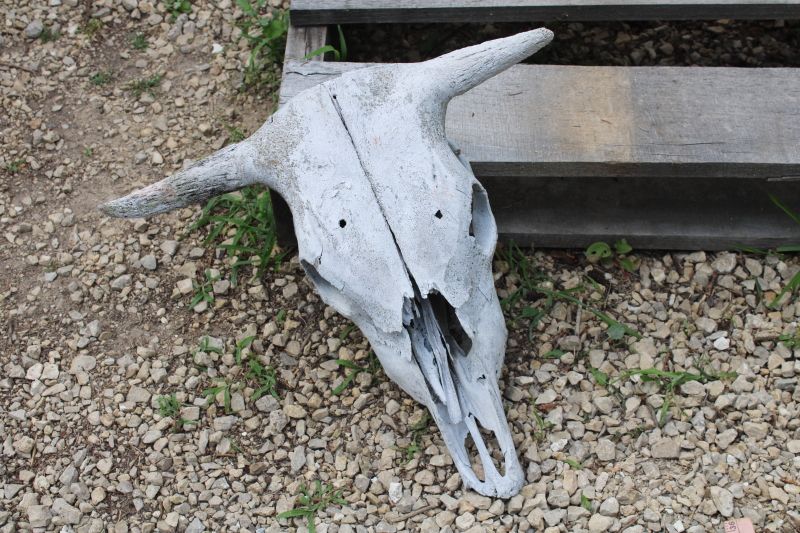 photo of real cow skull w/ horns, worn weathered sun bleached bones, rustic southwest western style ranch decor  #8