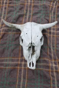 real cow skull w/ horns, worn weathered sun bleached bones, rustic southwest western style ranch decor 
