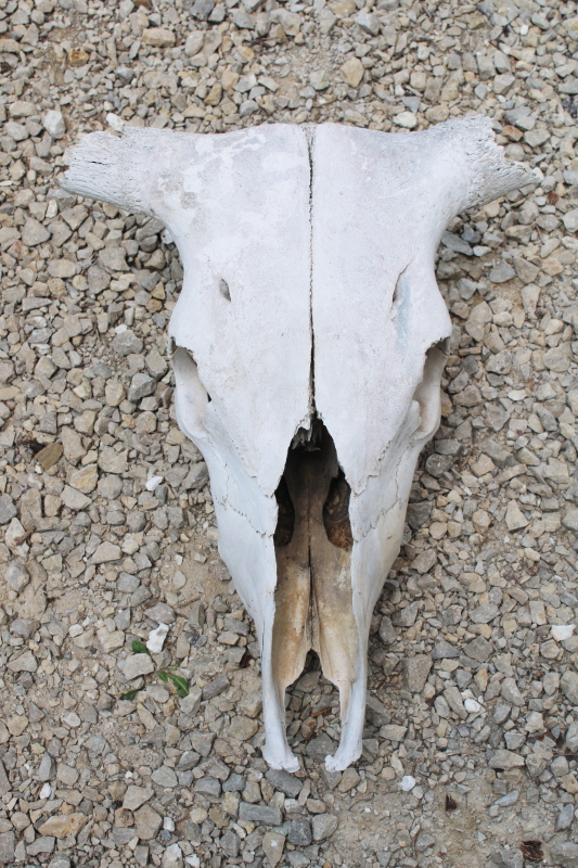 photo of real cow skull w/ horns, worn weathered sun bleached bones, rustic southwest western style ranch decor #1
