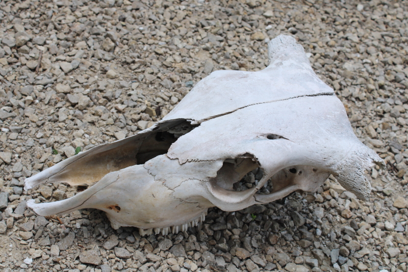 photo of real cow skull w/ horns, worn weathered sun bleached bones, rustic southwest western style ranch decor  #2