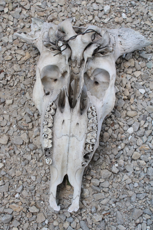 photo of real cow skull w/ horns, worn weathered sun bleached bones, rustic southwest western style ranch decor  #3