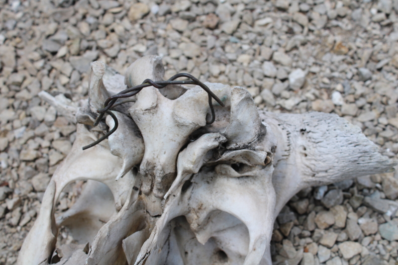 photo of real cow skull w/ horns, worn weathered sun bleached bones, rustic southwest western style ranch decor  #4