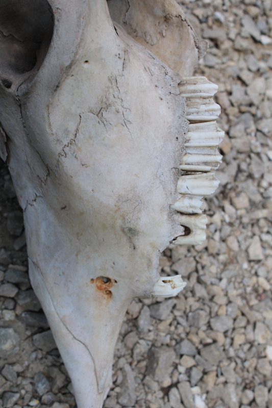 photo of real cow skull w/ horns, worn weathered sun bleached bones, rustic southwest western style ranch decor  #5