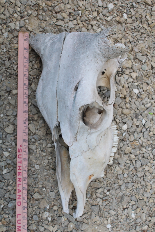 photo of real cow skull w/ horns, worn weathered sun bleached bones, rustic southwest western style ranch decor  #6
