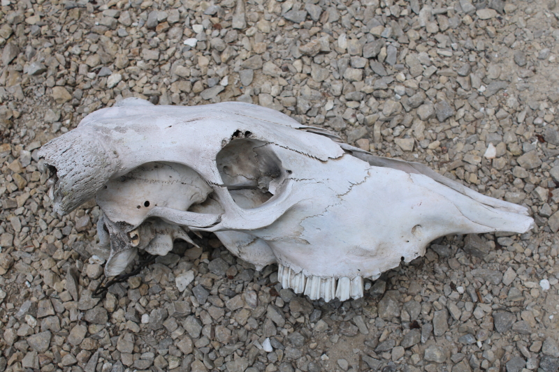 photo of real cow skull w/ horns, worn weathered sun bleached bones, rustic southwest western style ranch decor  #7