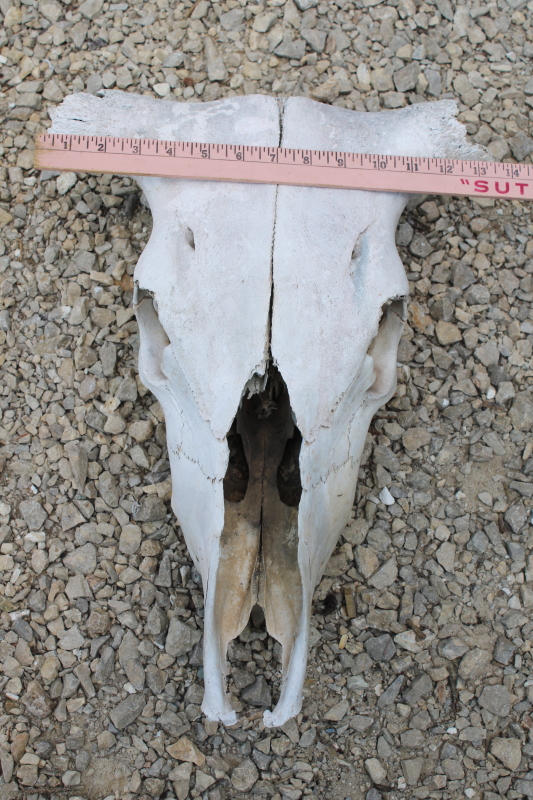 photo of real cow skull w/ horns, worn weathered sun bleached bones, rustic southwest western style ranch decor  #8