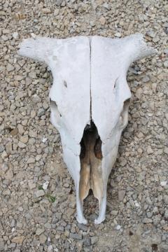 catalog photo of real cow skull w/ horns, worn weathered sun bleached bones, rustic southwest western style ranch decor 