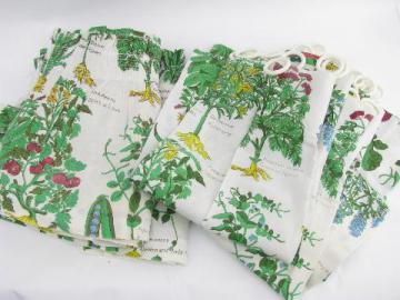 catalog photo of retro kitchen botanical latin herbs & vegetables print cafe curtains