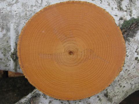 photo of rough wood coasters for lodge, cabin or camp, log slices w/ bark #3