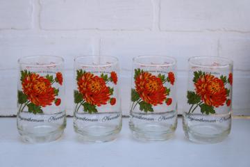 catalog photo of set of four November Chrysanthemum print tumblers, vintage Brockway glass Flower of the Month series