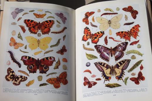 photo of shabby antique beautifully illustrated Books of Knowledge library 1930 20 volume set  #18