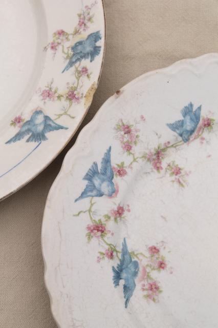 photo of shabby antique bluebird china plates, mismatched vintage china w/ blue birds #5