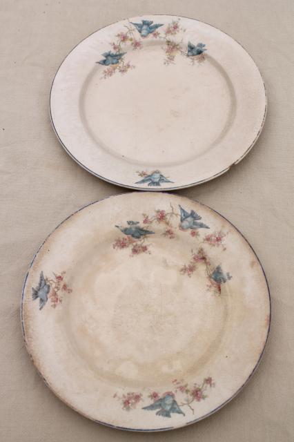 photo of shabby antique bluebird china plates, mismatched vintage china w/ blue birds #7