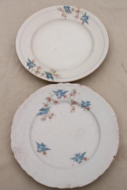 photo of shabby antique bluebird china plates, mismatched vintage china w/ blue birds #19