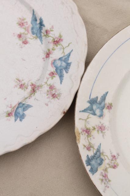 photo of shabby antique bluebird china plates, mismatched vintage china w/ blue birds #20