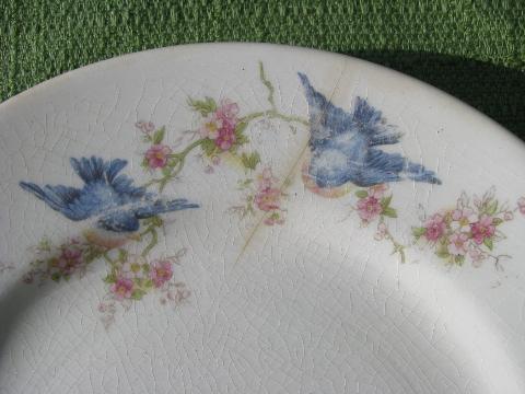 photo of shabby old antique bluebird china plate vintage W S George blue birds #2