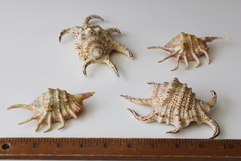 photo of spiny spider conch shells, 1960s vintage Florida beach vacation seashells souvenirs #1