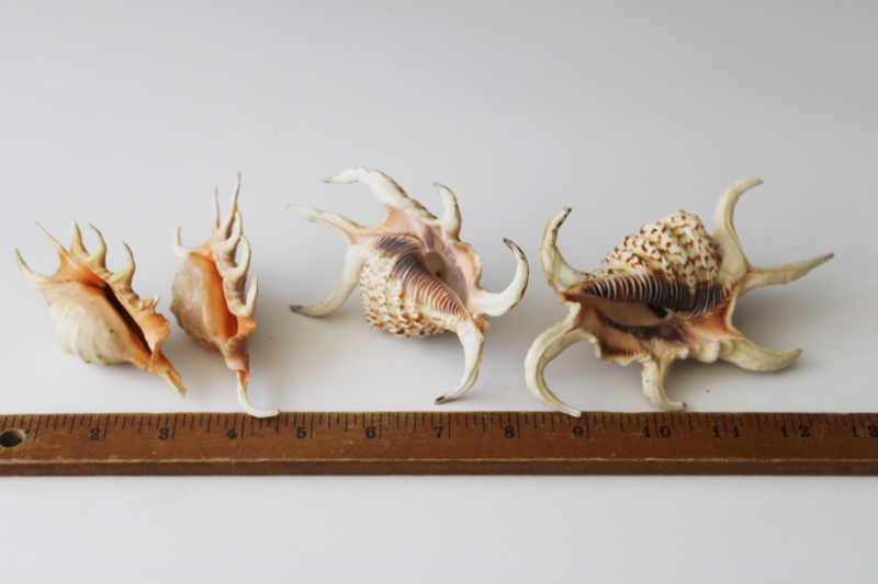 photo of spiny spider conch shells, 1960s vintage Florida beach vacation seashells souvenirs #2