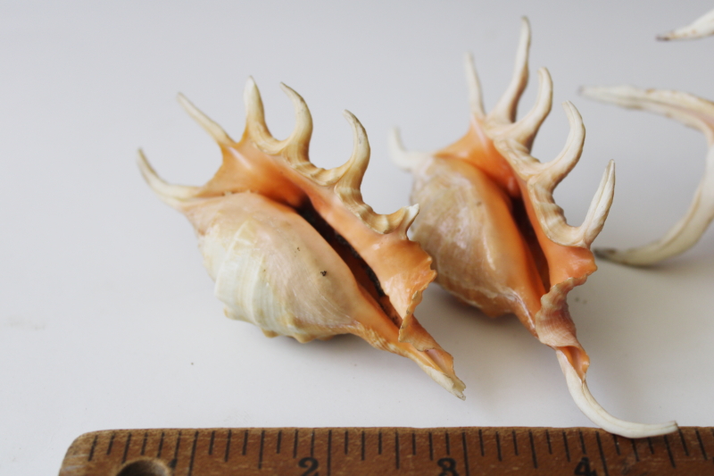 photo of spiny spider conch shells, 1960s vintage Florida beach vacation seashells souvenirs #3