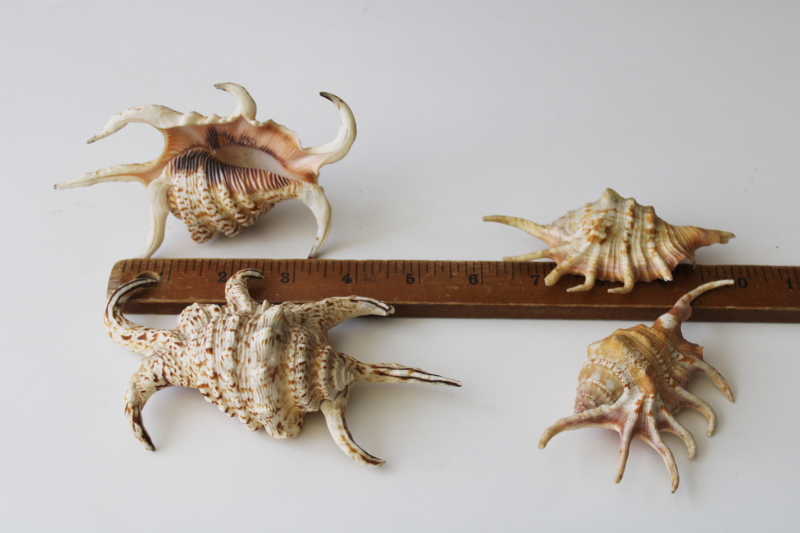 photo of spiny spider conch shells, 1960s vintage Florida beach vacation seashells souvenirs #4