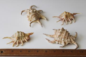 catalog photo of spiny spider conch shells, 1960s vintage Florida beach vacation seashells souvenirs