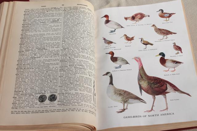 photo of two volume New Century Dictionary 1940s vintage, tooled paper covers, 4,000 illustrations #10