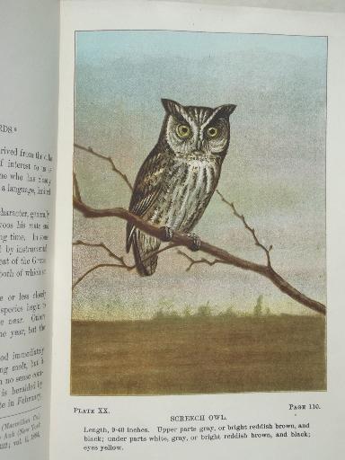 photo of vintage 1912 book Bird Life, antique color plate prints bird illustrations #3