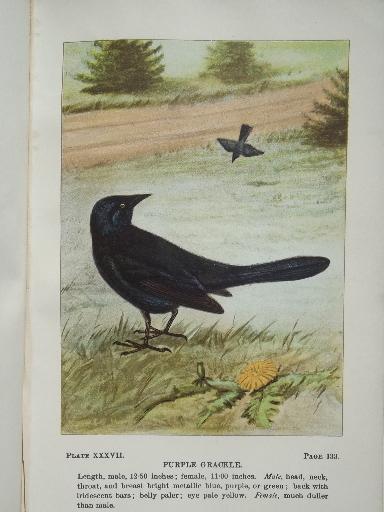 photo of vintage 1912 book Bird Life, antique color plate prints bird illustrations #5