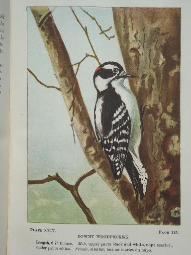 photo of vintage 1912 book Bird Life, antique color plate prints bird illustrations #6