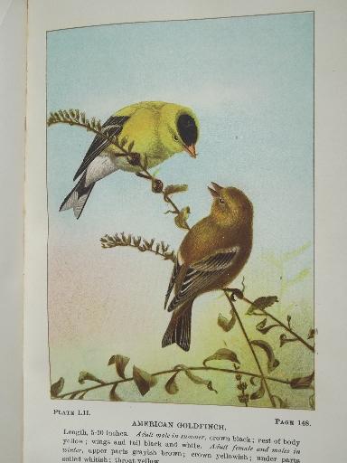 photo of vintage 1912 book Bird Life, antique color plate prints bird illustrations #7