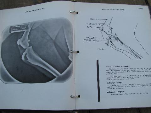 photo of vintage 1960s veterinarian radiology x-ray photos and advertising #3