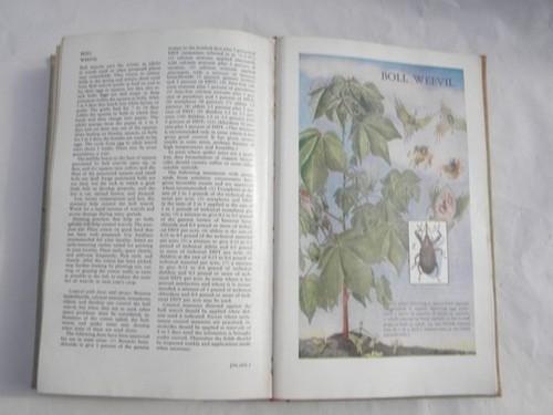 photo of vintage Dept of Agriculture yearbook INSECTS - 1952 color litho plates #3