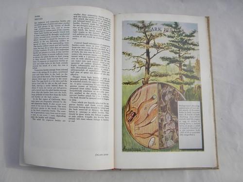 photo of vintage Dept of Agriculture yearbook INSECTS - 1952 color litho plates #4