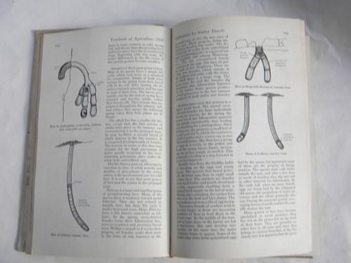 photo of vintage Dept of Agriculture yearbook INSECTS - 1952 color litho plates #5