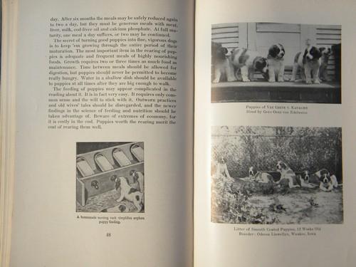 photo of vintage The Complete Saint Bernard w/many dog photos&illustrations #5