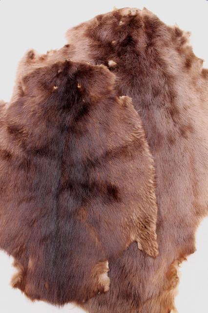 photo of vintage beaver fur pelts, 1950s furs w/ leather hides stamped Kiel Wisconsin #1