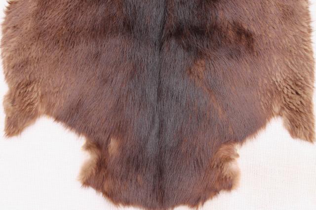 photo of vintage beaver fur pelts, 1950s furs w/ leather hides stamped Kiel Wisconsin #2