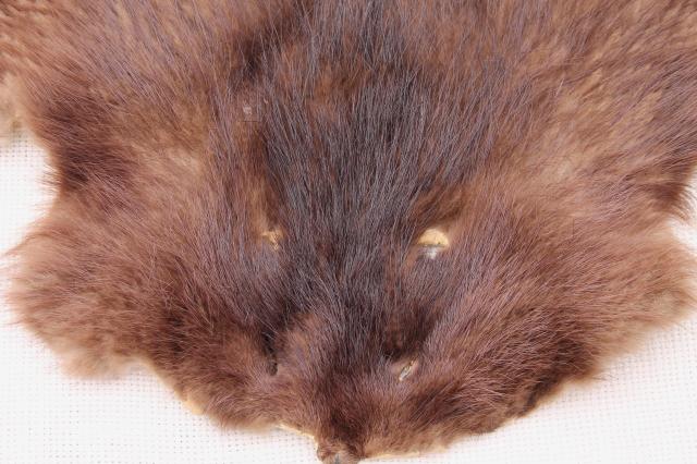 photo of vintage beaver fur pelts, 1950s furs w/ leather hides stamped Kiel Wisconsin #3