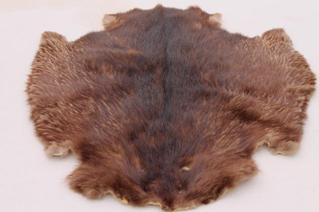 photo of vintage beaver fur pelts, 1950s furs w/ leather hides stamped Kiel Wisconsin #4