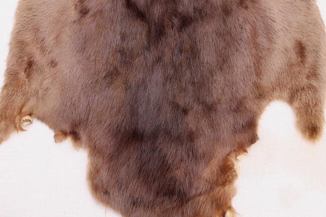 photo of vintage beaver fur pelts, 1950s furs w/ leather hides stamped Kiel Wisconsin #8