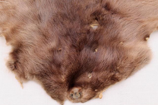 photo of vintage beaver fur pelts, 1950s furs w/ leather hides stamped Kiel Wisconsin #9