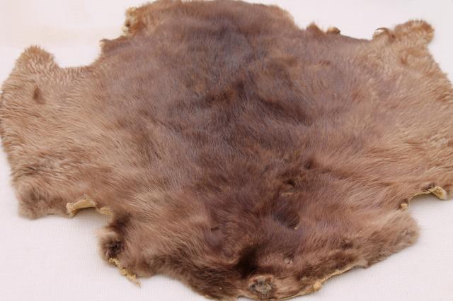 photo of vintage beaver fur pelts, 1950s furs w/ leather hides stamped Kiel Wisconsin #10