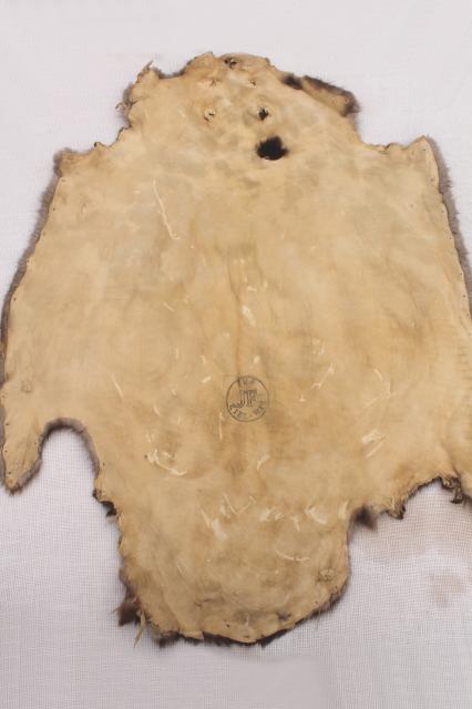 photo of vintage beaver fur pelts, 1950s furs w/ leather hides stamped Kiel Wisconsin #12