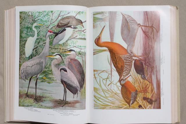 photo of vintage book Birds of America w/ 100+ color plates bird illustrations suitable for framing art #4